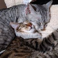 ねこ野郎 会員画像