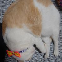 ころぽぽ 会員画像