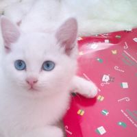 ももたぬ 会員画像