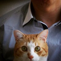 ネコサーバント 会員画像
