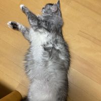 ちまっきさん