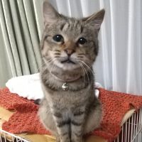 mt-family 会員画像