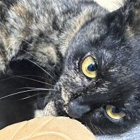 チロル 会員画像