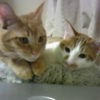 ありN 会員画像