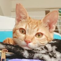 Haruru 0x0 会員画像