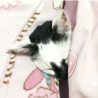 ♡ここあにゃんこ♡さん