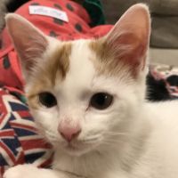 らんとと 会員画像