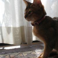 御神酒 会員画像