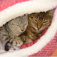 りさ くにとも 会員画像