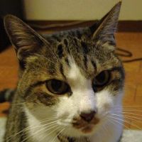 sachiareさん
