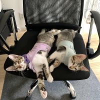 さらげとさすけさん