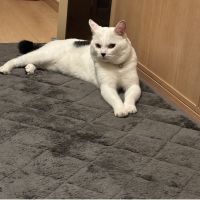 ゴマのママンさん