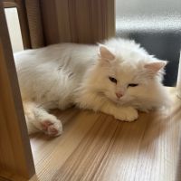 のえるにゃさん