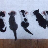 ロシブラママ 会員画像