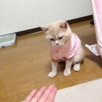 sakuragi-vivi 会員画像