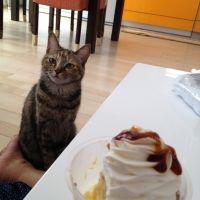 さくらの母 会員画像