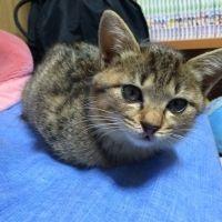 まるけす 会員画像