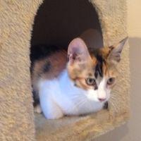 シバモコ 会員画像