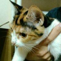 ネコの助 会員画像