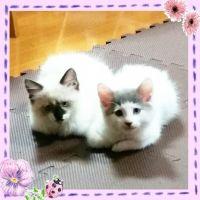 会員画像
