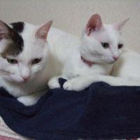 会員画像