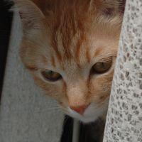 ネコママ815 会員画像