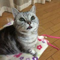 まいちゅけ 会員画像