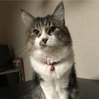こたチンさん