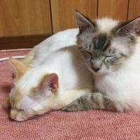 うぐいすもち好き