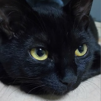 黒猫ひじきさん