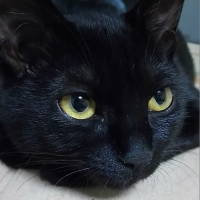 黒猫ひじき 会員画像