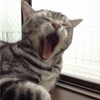 yocchansaru 会員画像