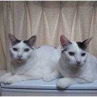 dukecat 会員画像