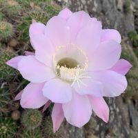 観世の華 会員画像