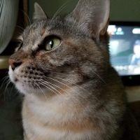 サチサクトラオ 会員画像