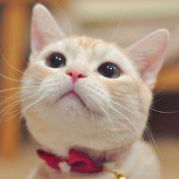 猫丸々 会員画像
