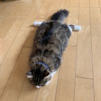 会員画像