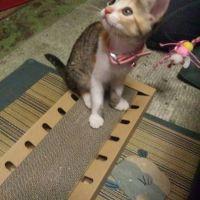 会員画像