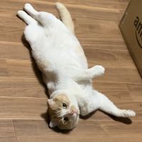 ちーマル 会員画像