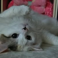 ぴのこのさと 会員画像