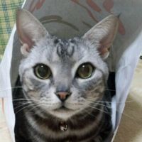 てらいちご 会員画像