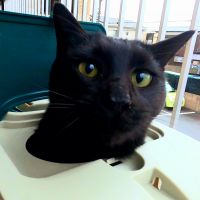 人生はねこだらけ 会員画像