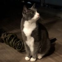 猫のライト 会員画像