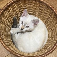 ねこかわいい 会員画像