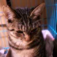 花猫舎中さん