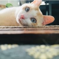 こりのんさん