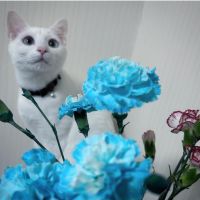 天本さん