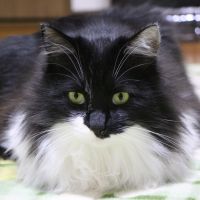 おにゃんこぽん 会員画像