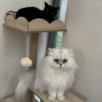 ぽるごめ 会員画像