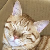 さとちゃん10 会員画像